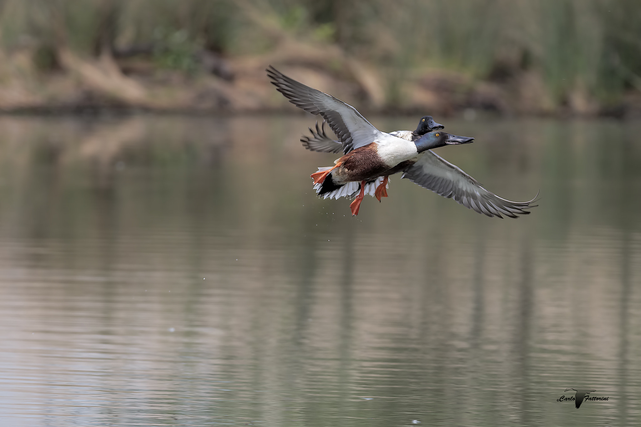 Canon EF 300mm f/2.8L + 1.4x sample photo. Mestoloni in volo photography