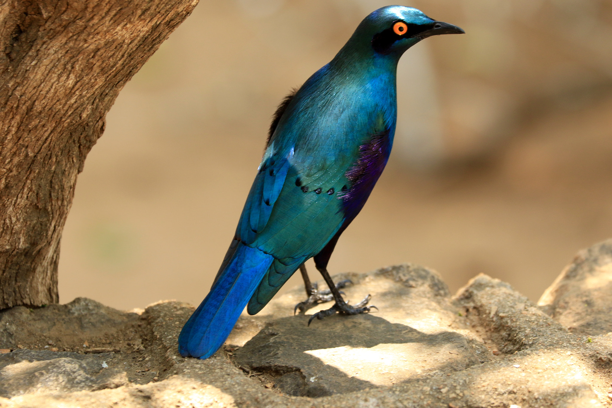 Canon EF 70-300mm F4-5.6L IS USM sample photo. Bird  of  south africa photography