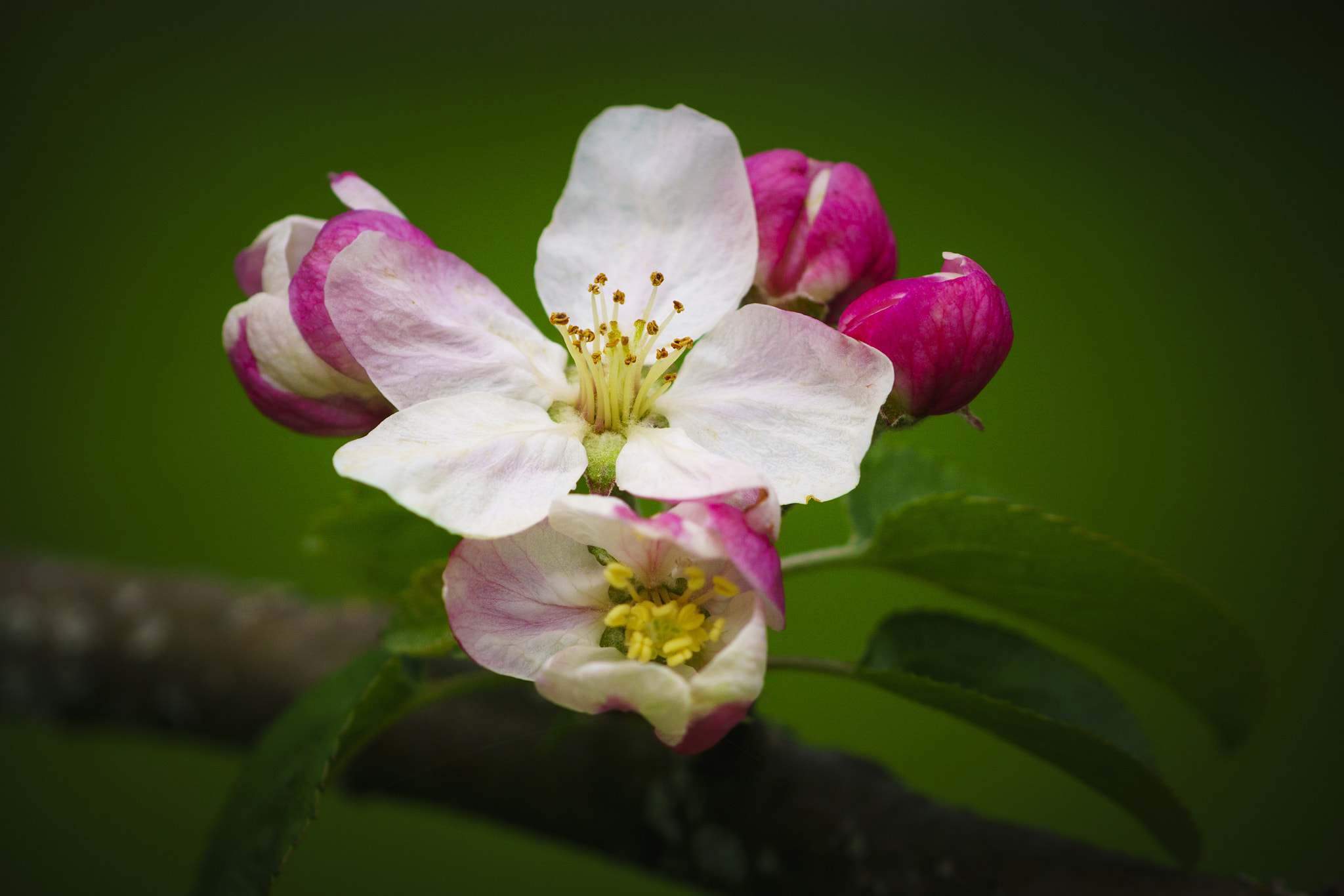 90mm F2.8 Macro SSM sample photo. Apple blossom photography