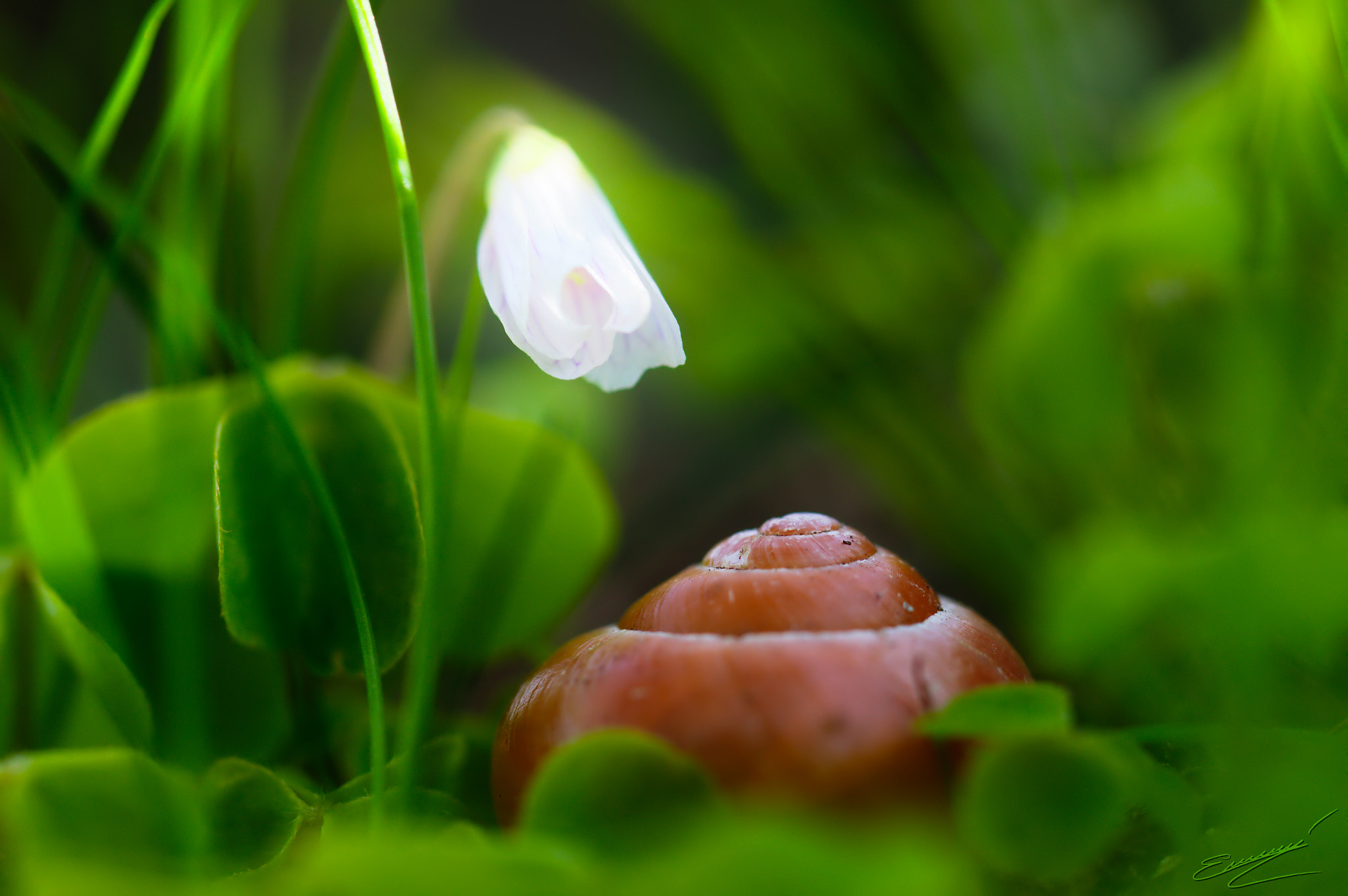 90mm F2.8 Macro SSM sample photo. Glow photography