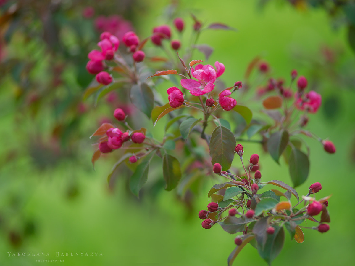 Minolta AF 80-200mm F2.8 HS-APO G sample photo. яблоня photography