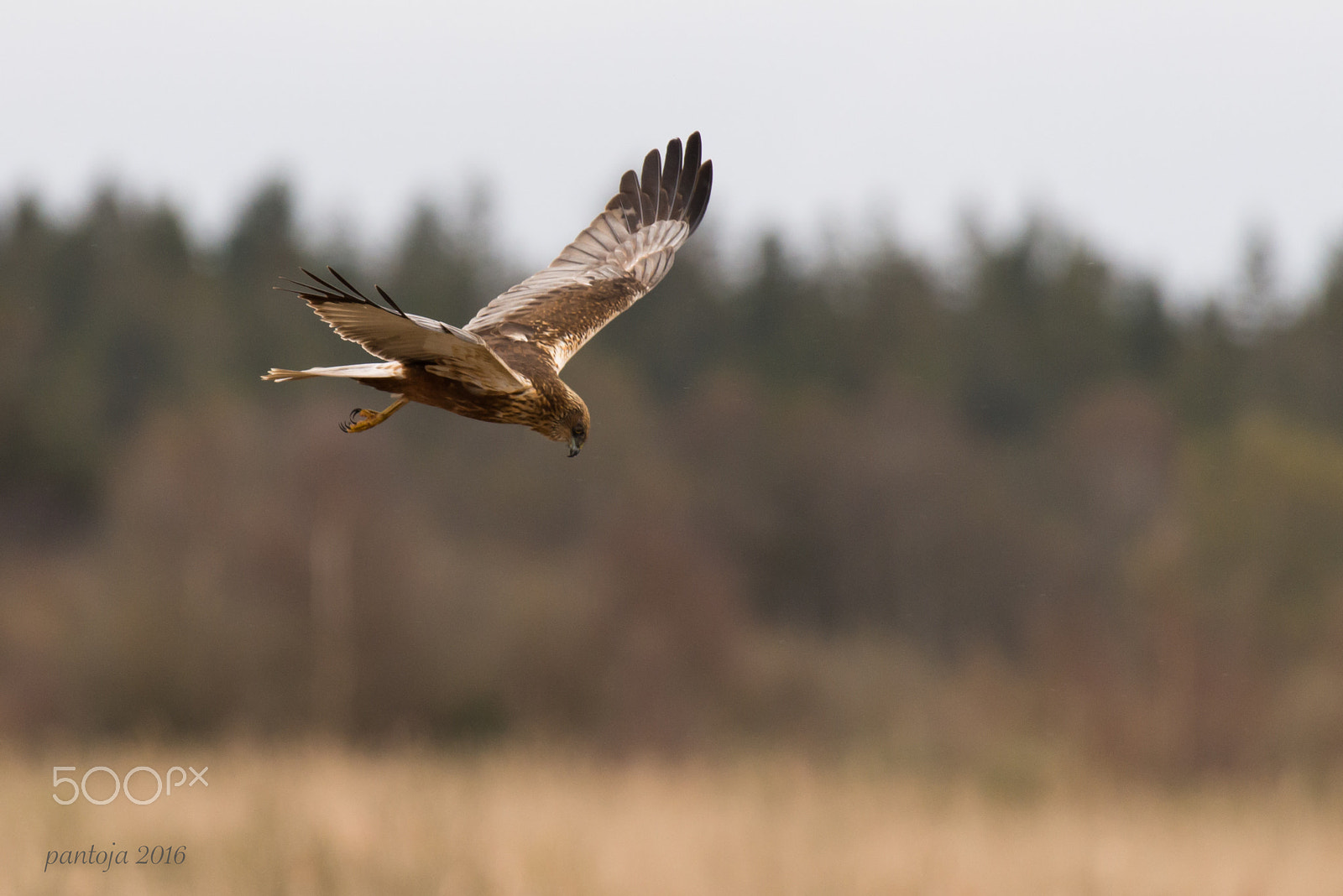 Nikon AF-S Nikkor 200-500mm F5.6E ED VR sample photo. Marsh harrier photography