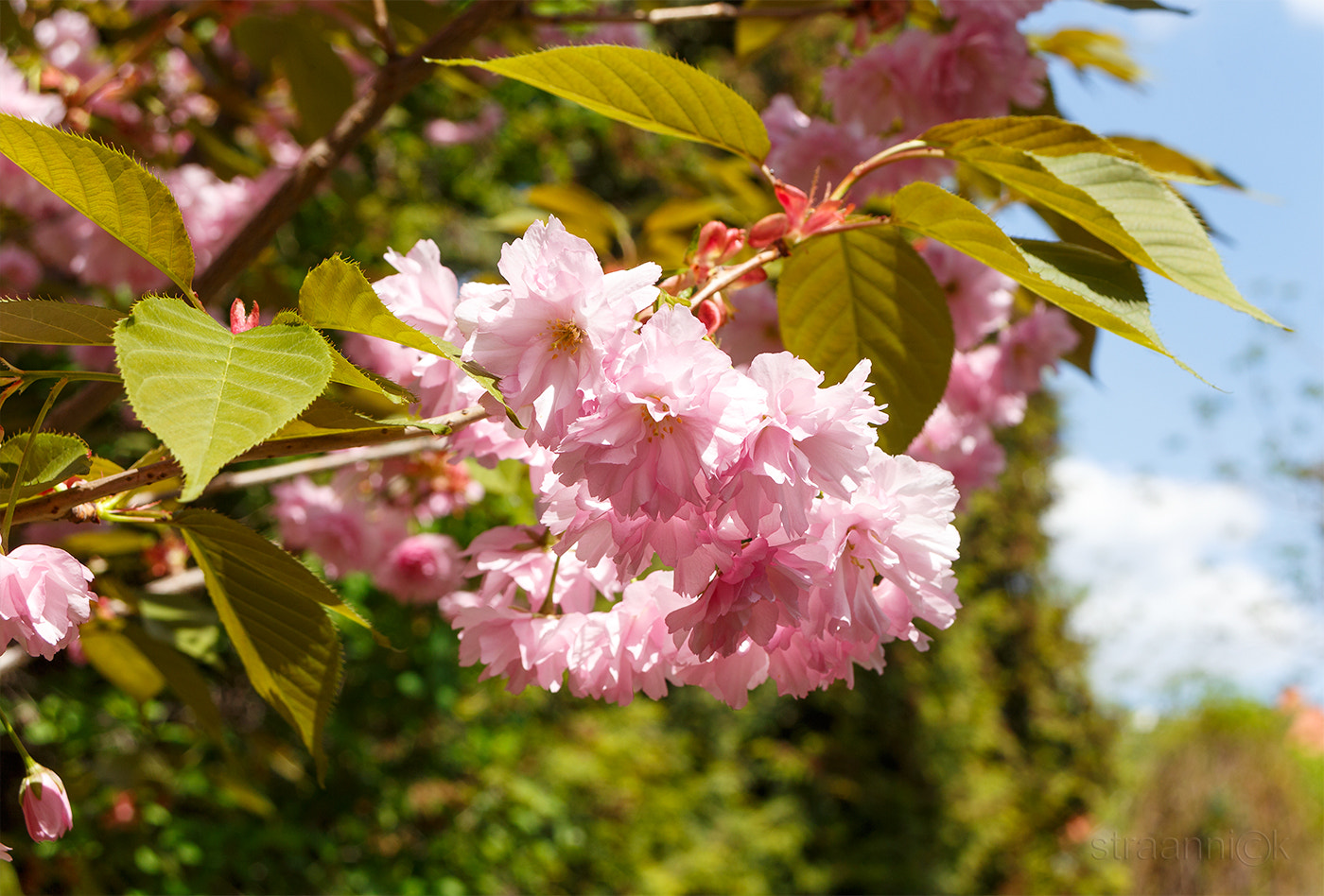 Canon EF 28-80mm f/3.5-5.6 USM IV sample photo. Sakura in moscow photography