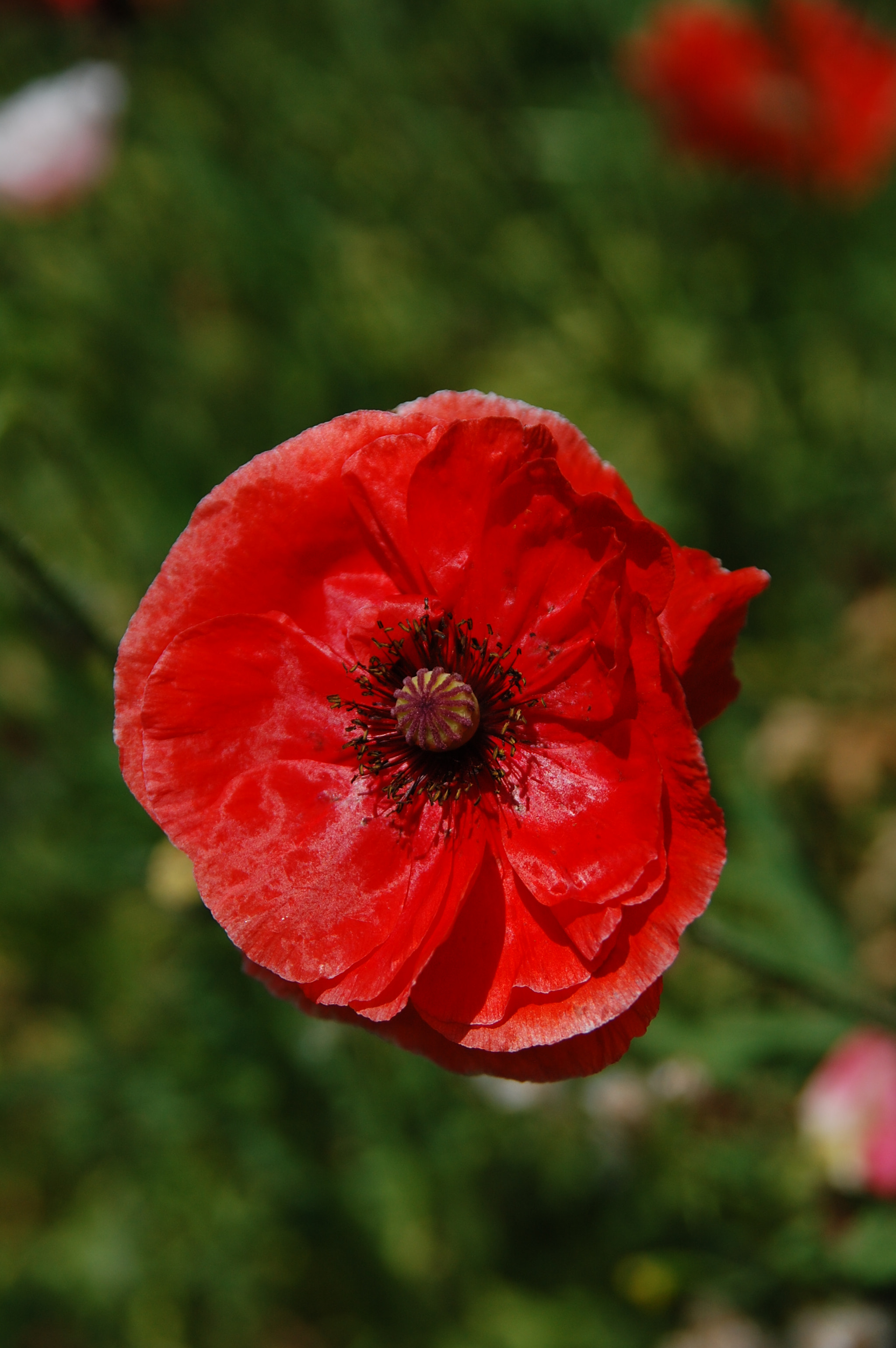Nikon D40 + Sigma 18-200mm F3.5-6.3 DC sample photo. Poppy photography