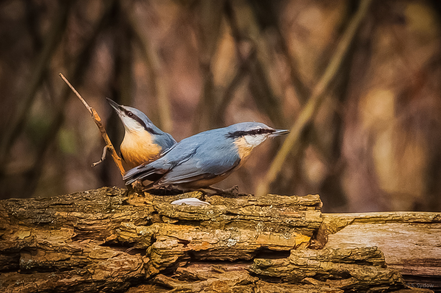 Canon EF 100-400mm F4.5-5.6L IS USM sample photo. (eurasian) nuthatch photography