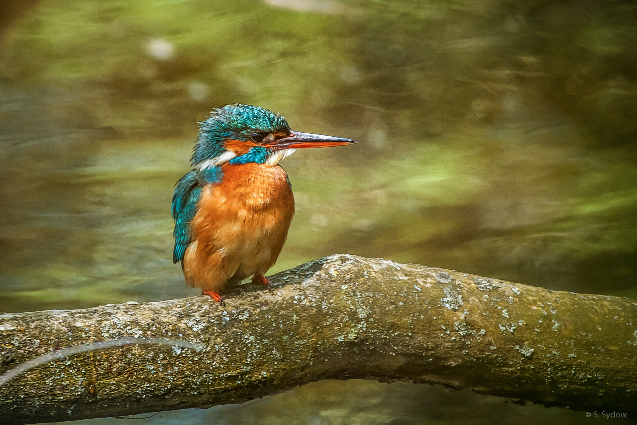 Canon EF 100-400mm F4.5-5.6L IS USM sample photo. By the riverside photography