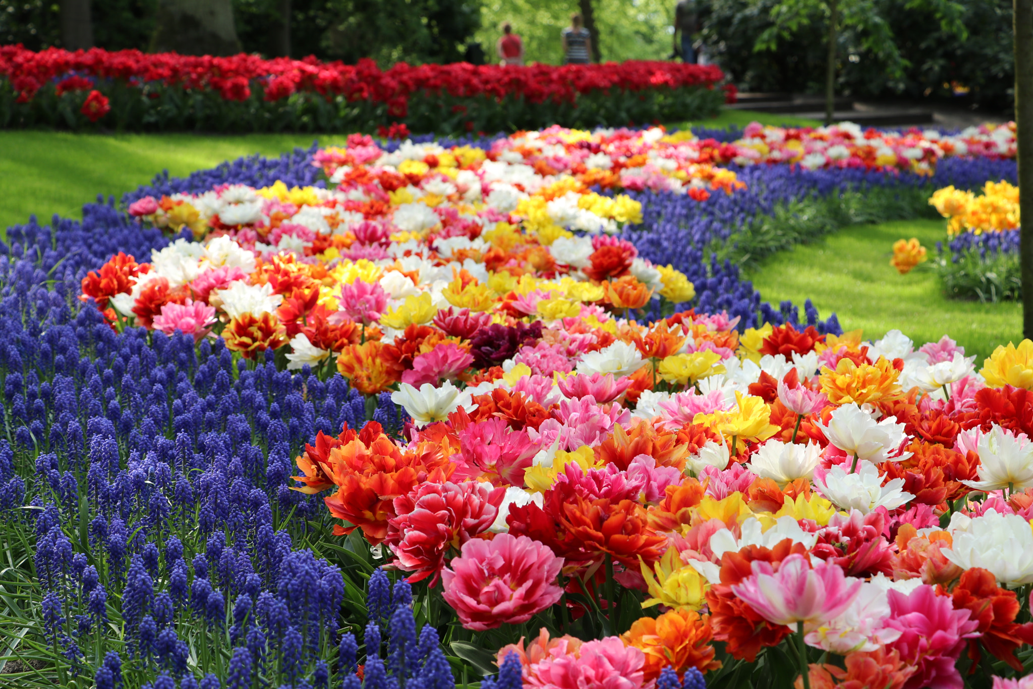 Canon EF-S 18-135mm F3.5-5.6 IS USM sample photo. Keukenhof tulips netherlands photography