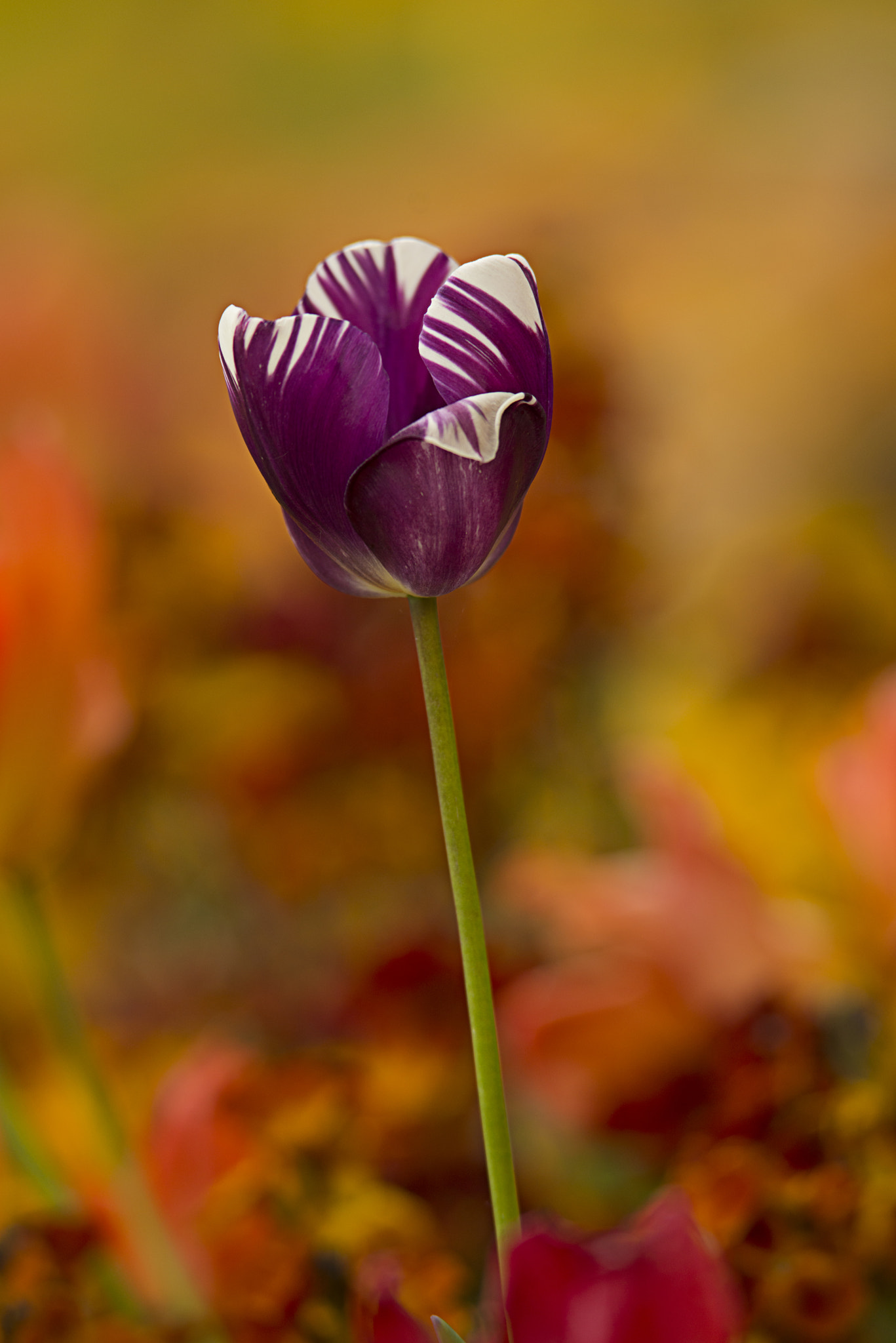 Nikon D800 + Sigma 300mm F2.8 APO EX DG HSM sample photo. Purple tulip photography