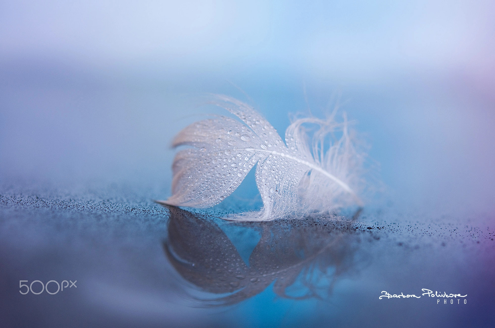Nikon AF-S Micro-Nikkor 60mm F2.8G ED sample photo. Symphony for blue photography