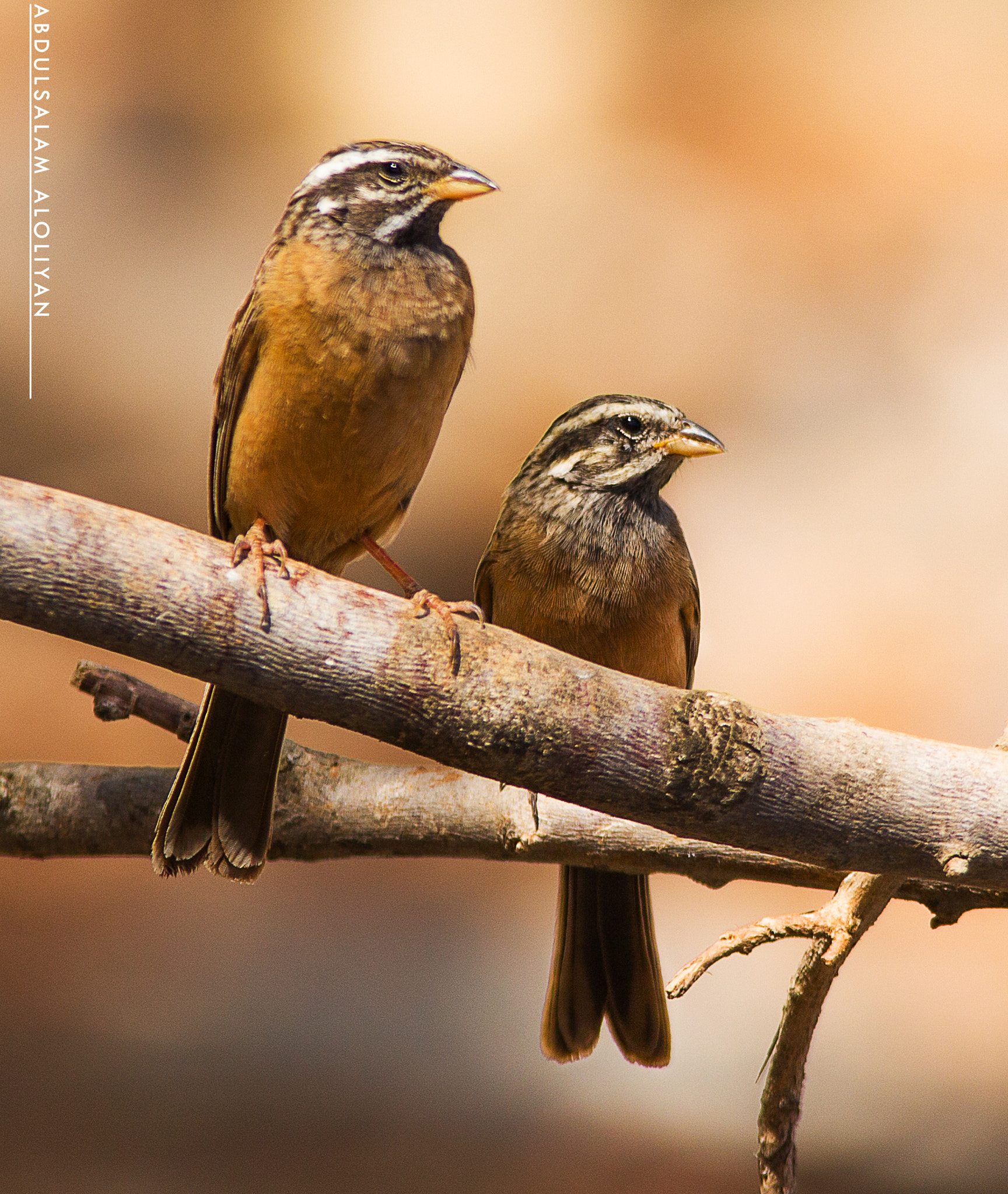 Sigma 150-500mm F5-6.3 DG OS HSM sample photo. Emberiza tahapisi photography