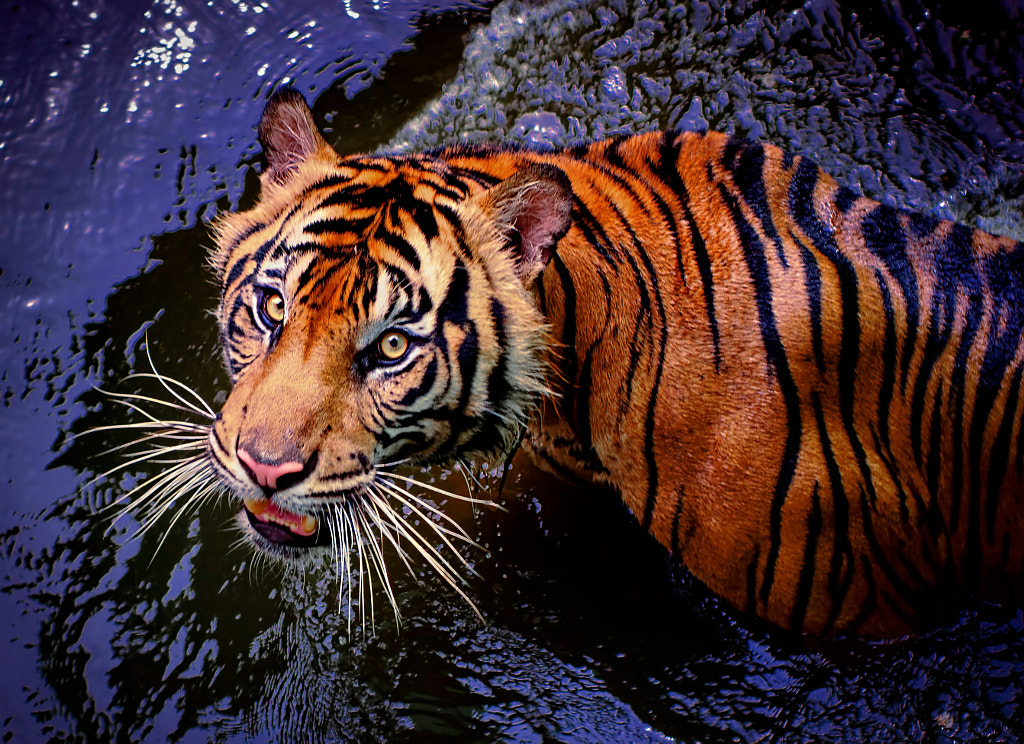 Tiger Sumatran By Robert Cinega 500px