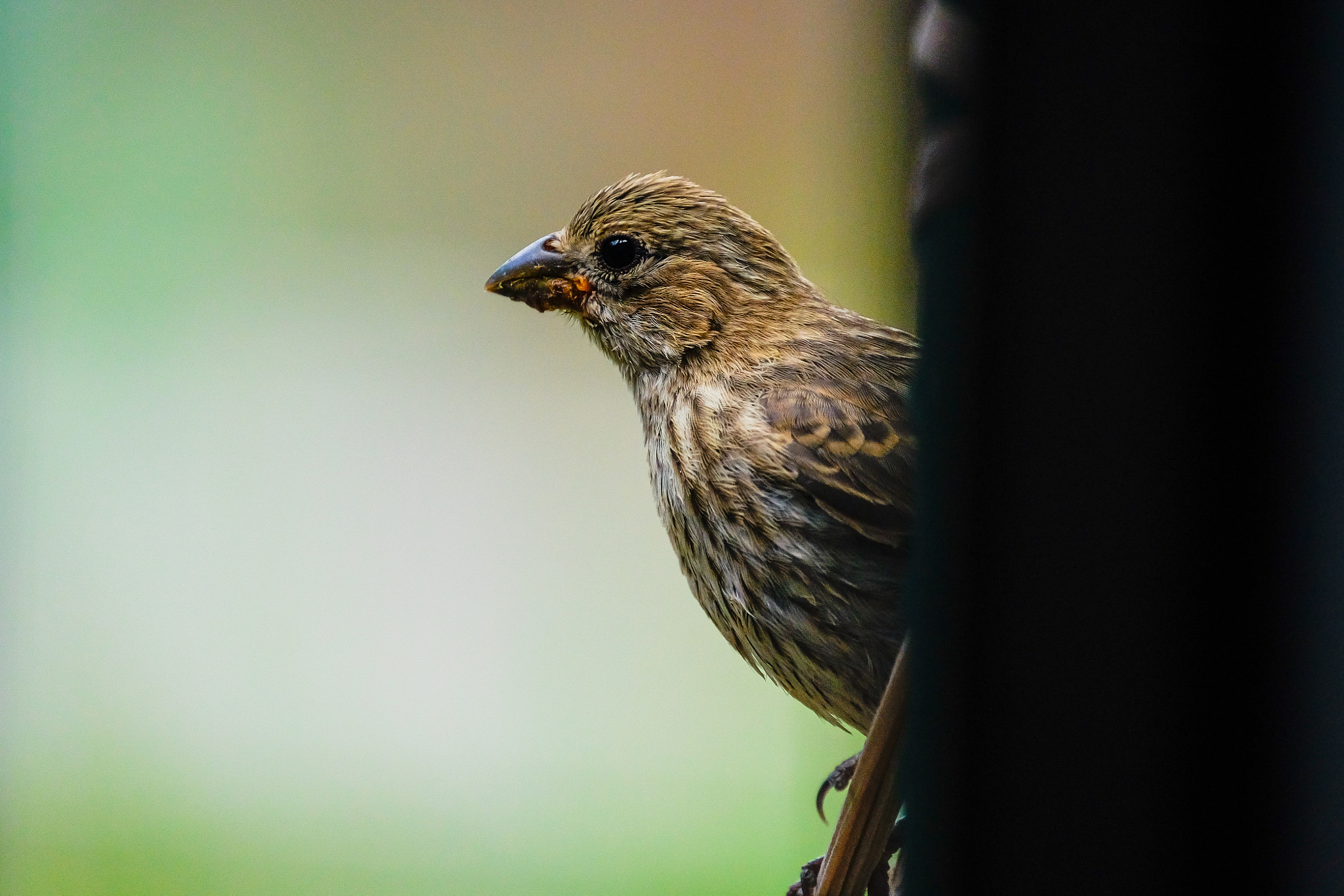 Fujifilm XF 100-400mm F4.5-5.6 R LM OIS WR sample photo. Finch photography