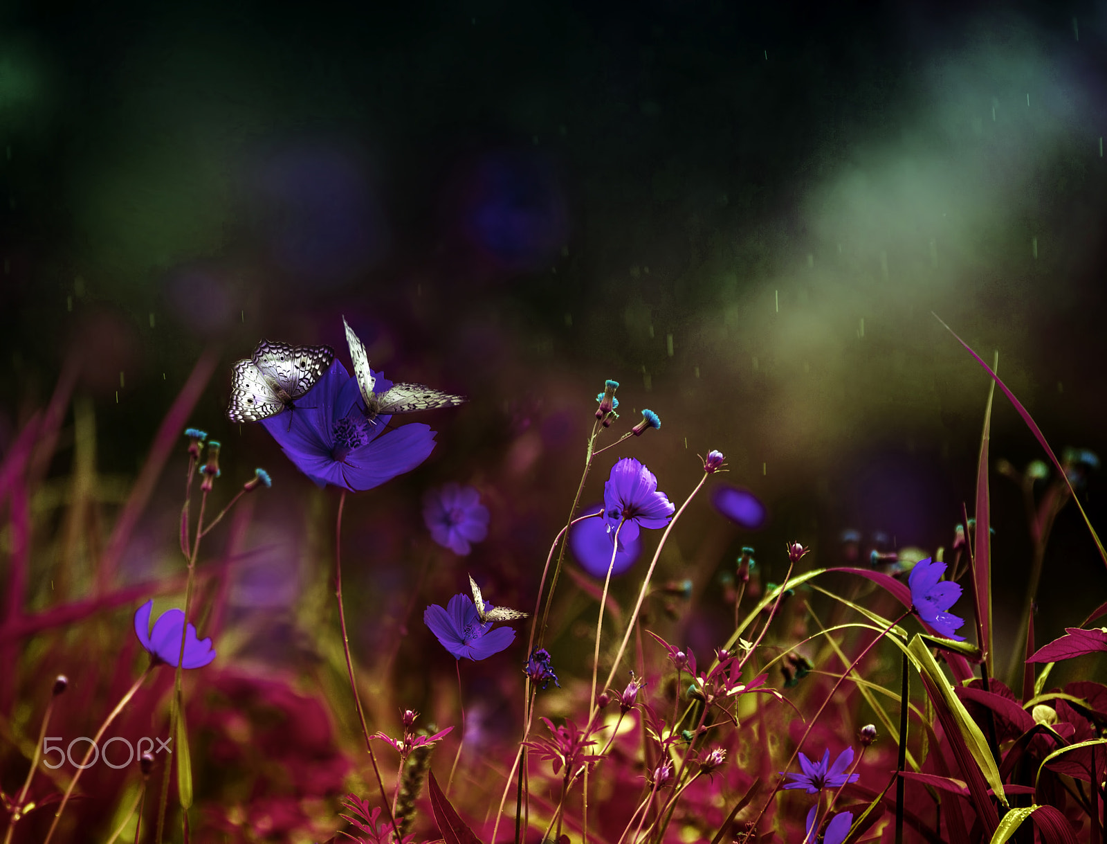 Canon EF 180mm F3.5L Macro USM sample photo. A light from the sky... photography