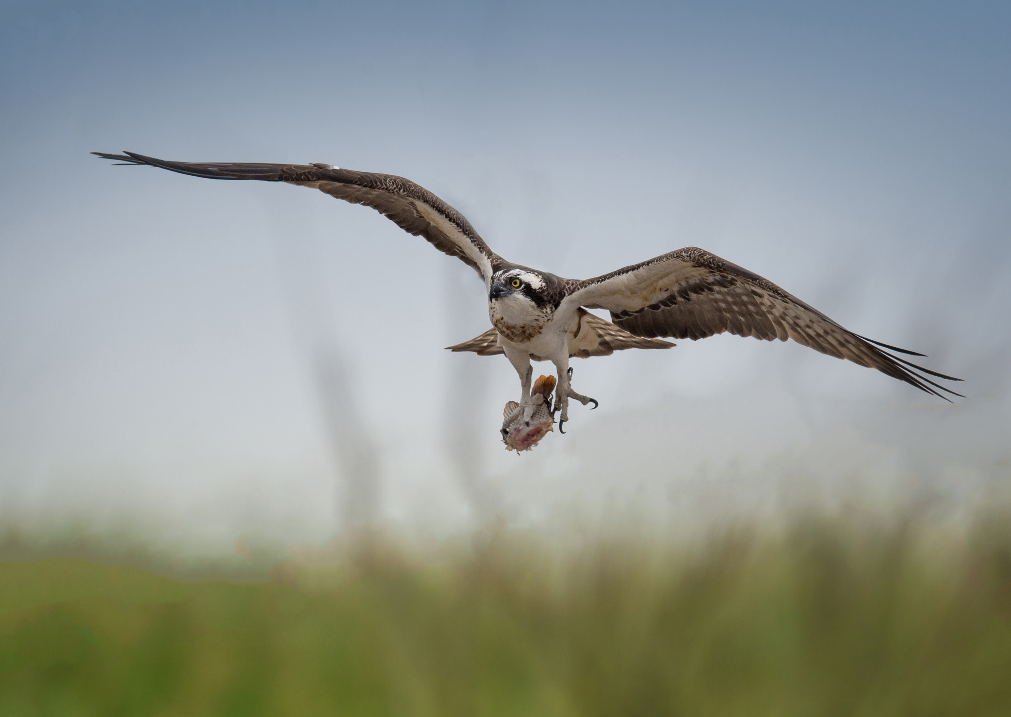 Nikon D4S sample photo. Osprey photography