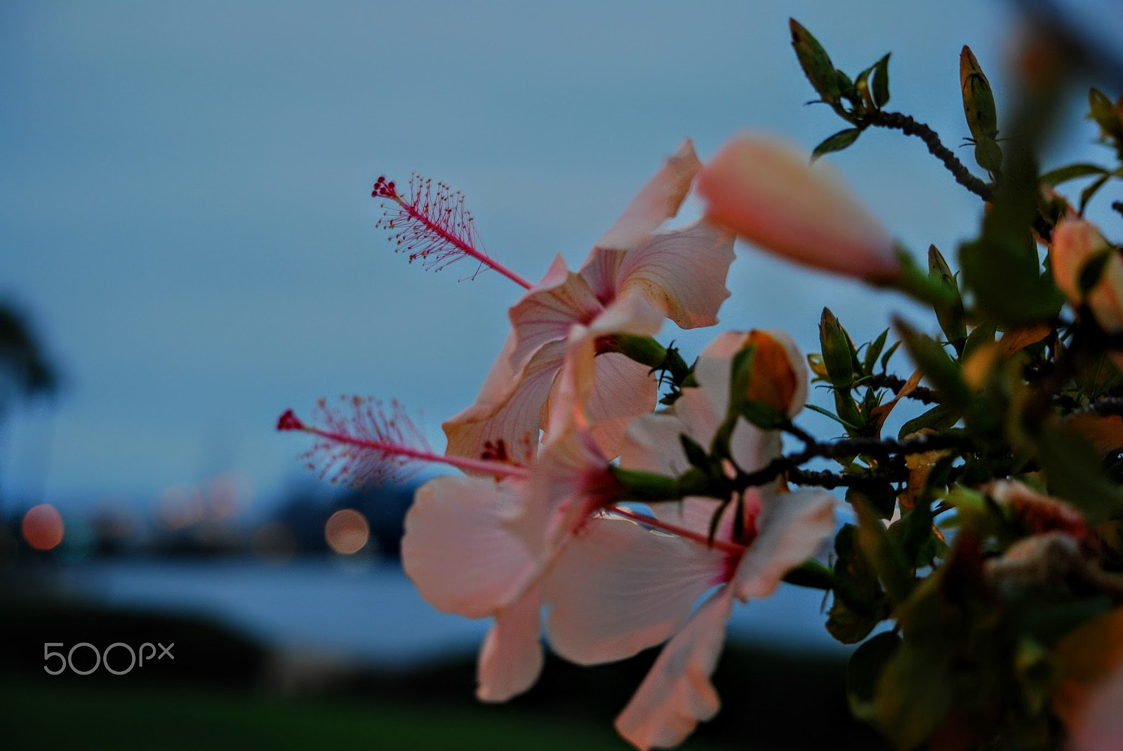 Nikon D80 sample photo. Hibiscus photography