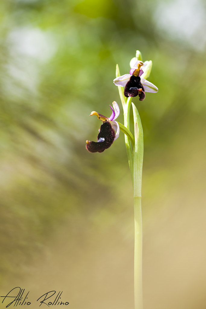 Canon EOS 50D + Sigma 105mm F2.8 EX DG Macro sample photo. Eccomi photography