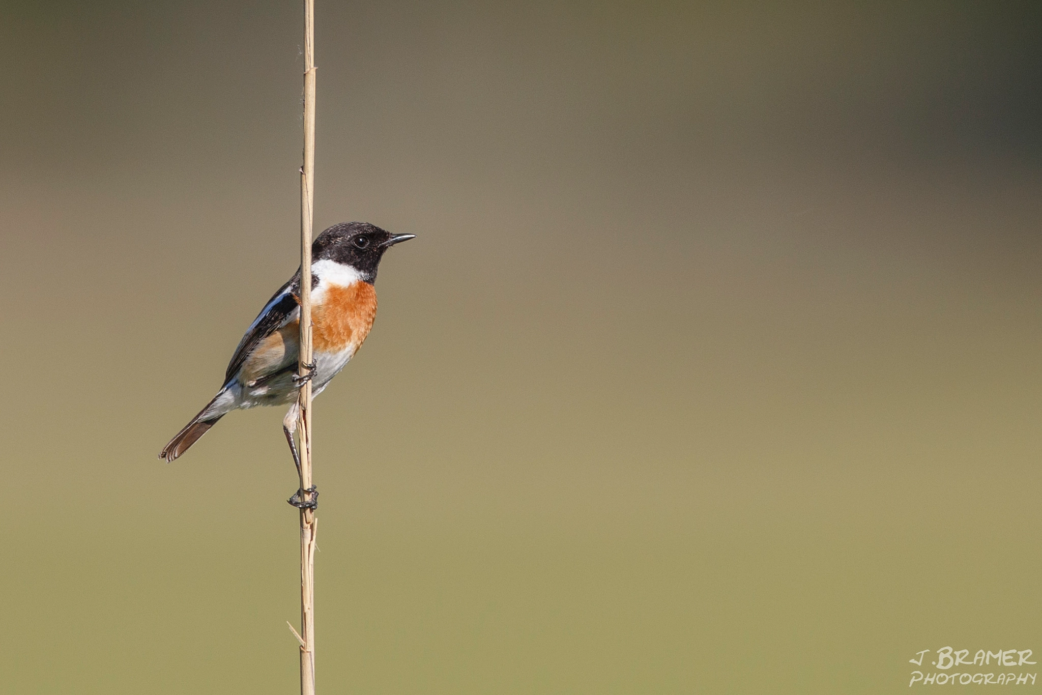 Canon EOS 6D + Canon EF 600mm F4L IS USM sample photo. Schwarzkehlchen photography