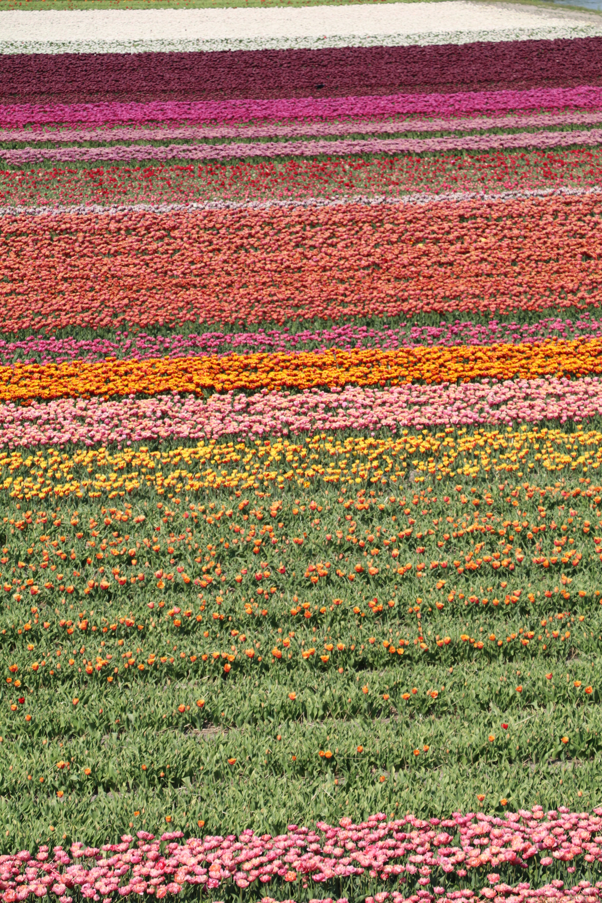 Canon EF-S 18-135mm F3.5-5.6 IS USM sample photo. Colorful tulip stripes photography