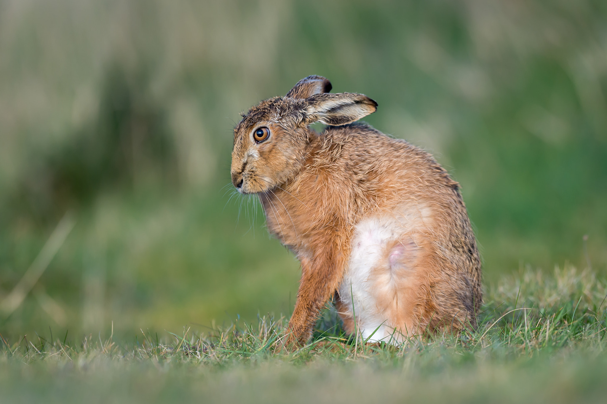 Nikon D4S + Nikon AF-S Nikkor 400mm F2.8G ED VR II sample photo. What's up photography