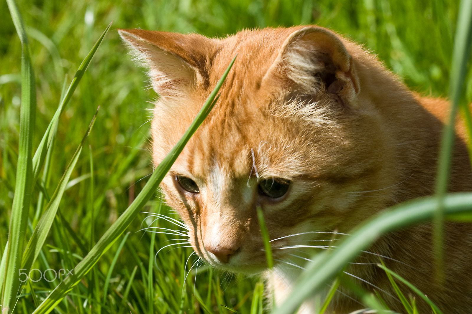 Canon EF 100-400mm F4.5-5.6L IS USM sample photo. Mighty hunter photography