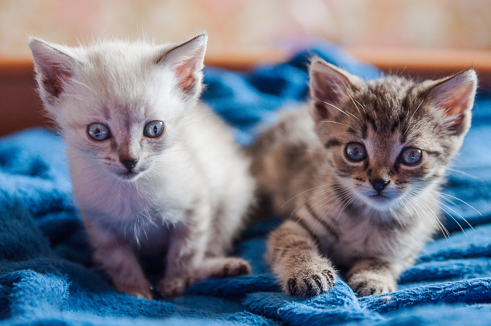 Tamron SP 24-70mm F2.8 Di VC USD sample photo. Kittens photography