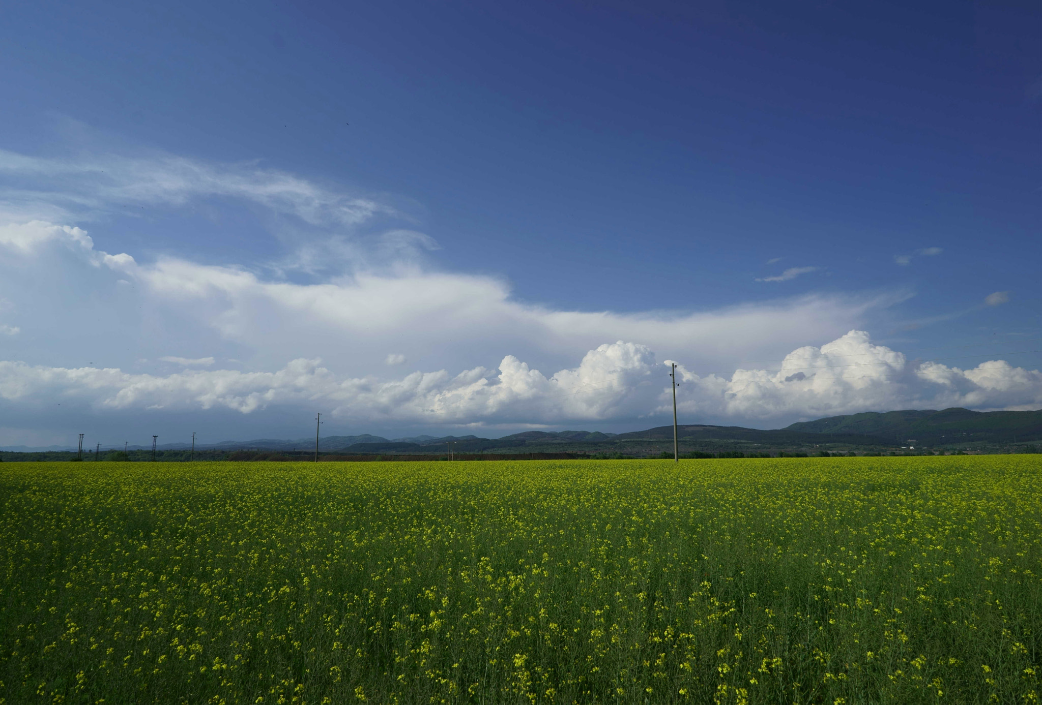 Sony a7 + Sony FE 28mm F2 sample photo. Yellow fields photography