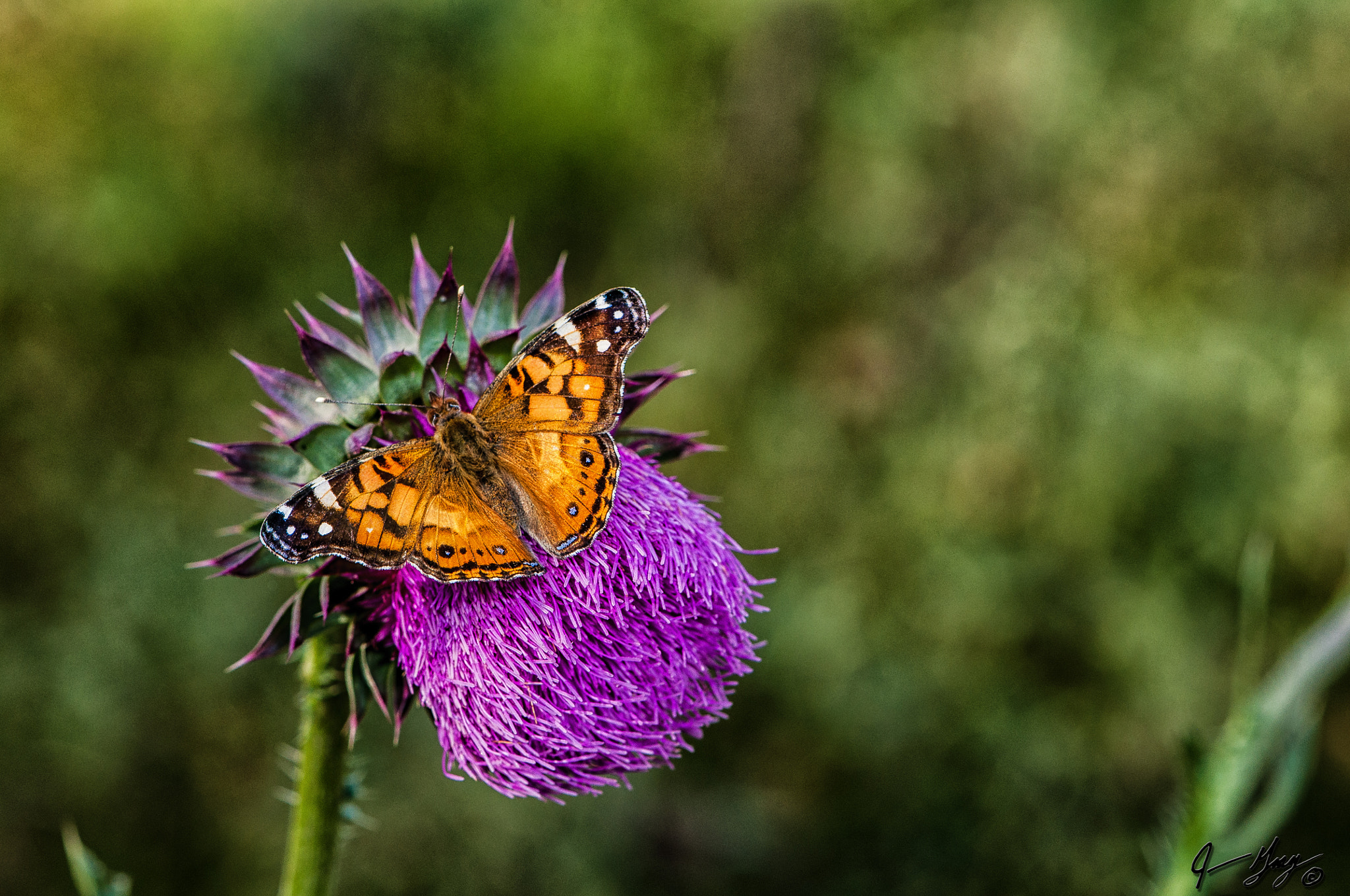 Nikon AF-S DX Micro-Nikkor 85mm F3.5G ED VR sample photo. Flowers and butterfly photography
