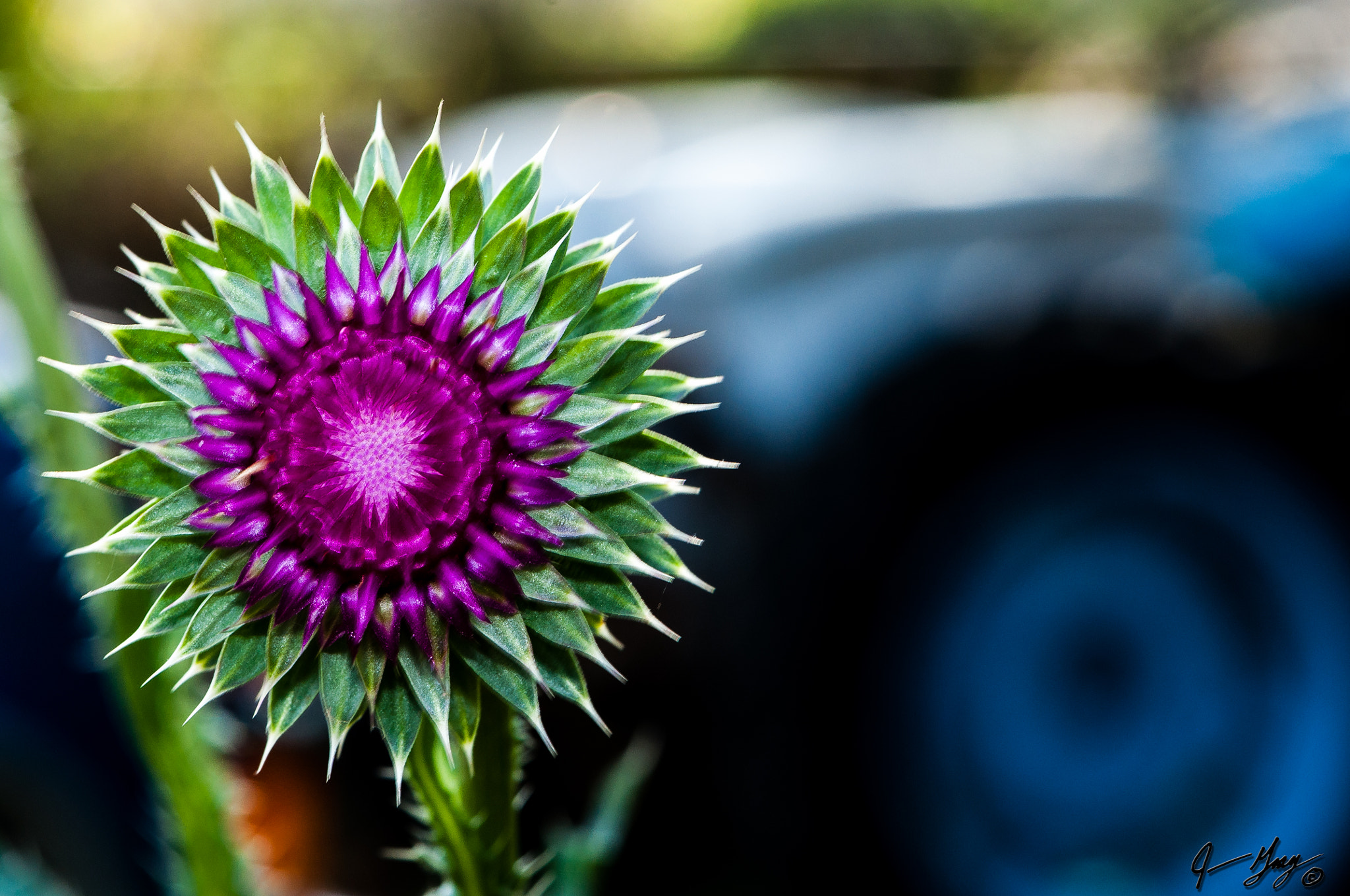 Nikon AF-S DX Micro-Nikkor 85mm F3.5G ED VR sample photo. Flowers and thistle photography