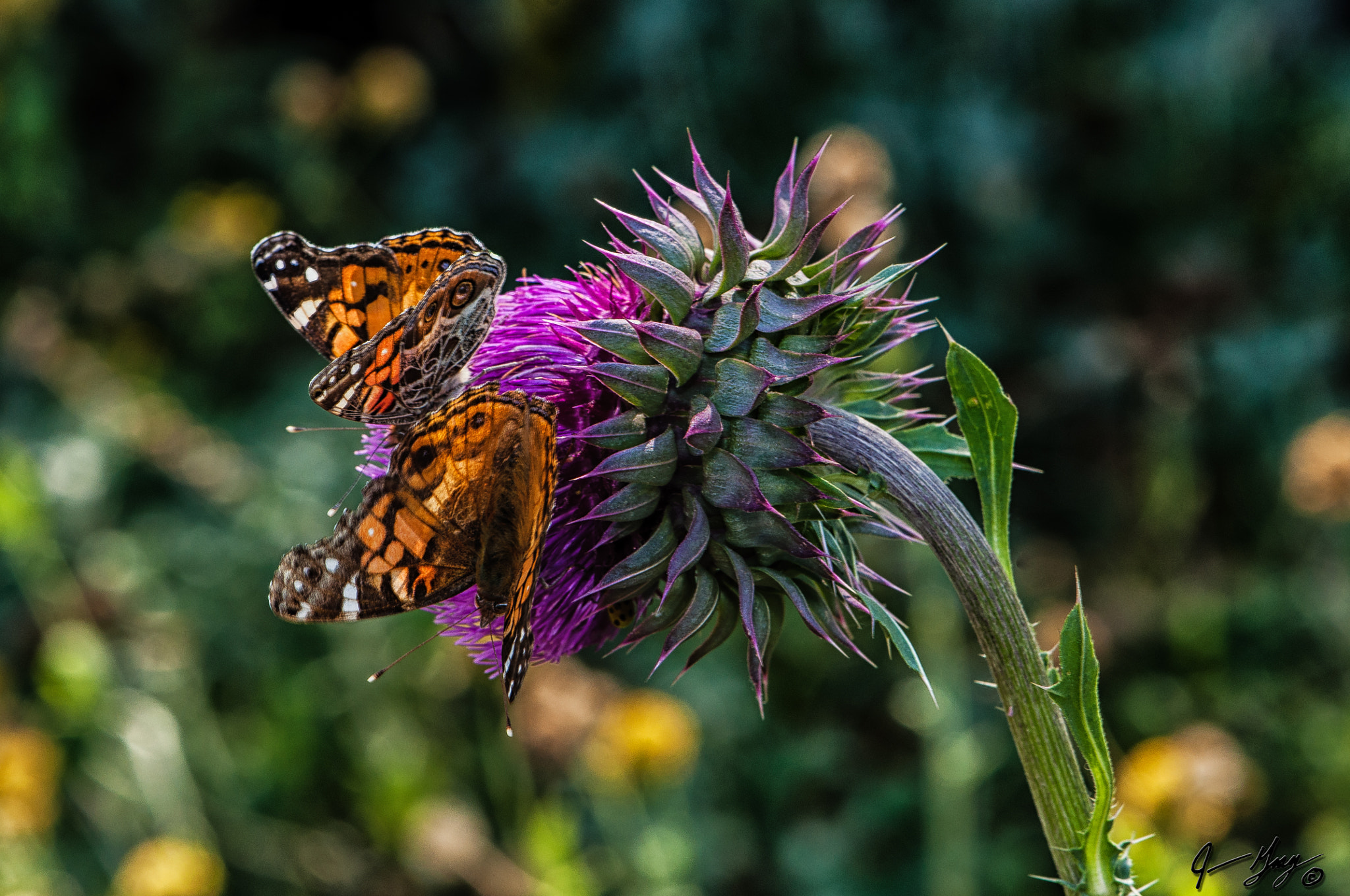 Nikon AF-S DX Micro-Nikkor 85mm F3.5G ED VR sample photo. Flowers and butterflies photography