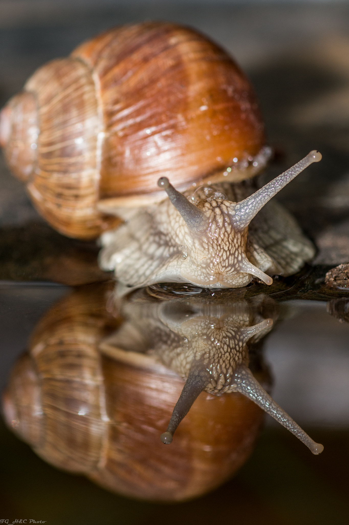 Canon EOS 70D + Canon EF 100mm F2.8 Macro USM sample photo. Snail reflection photography