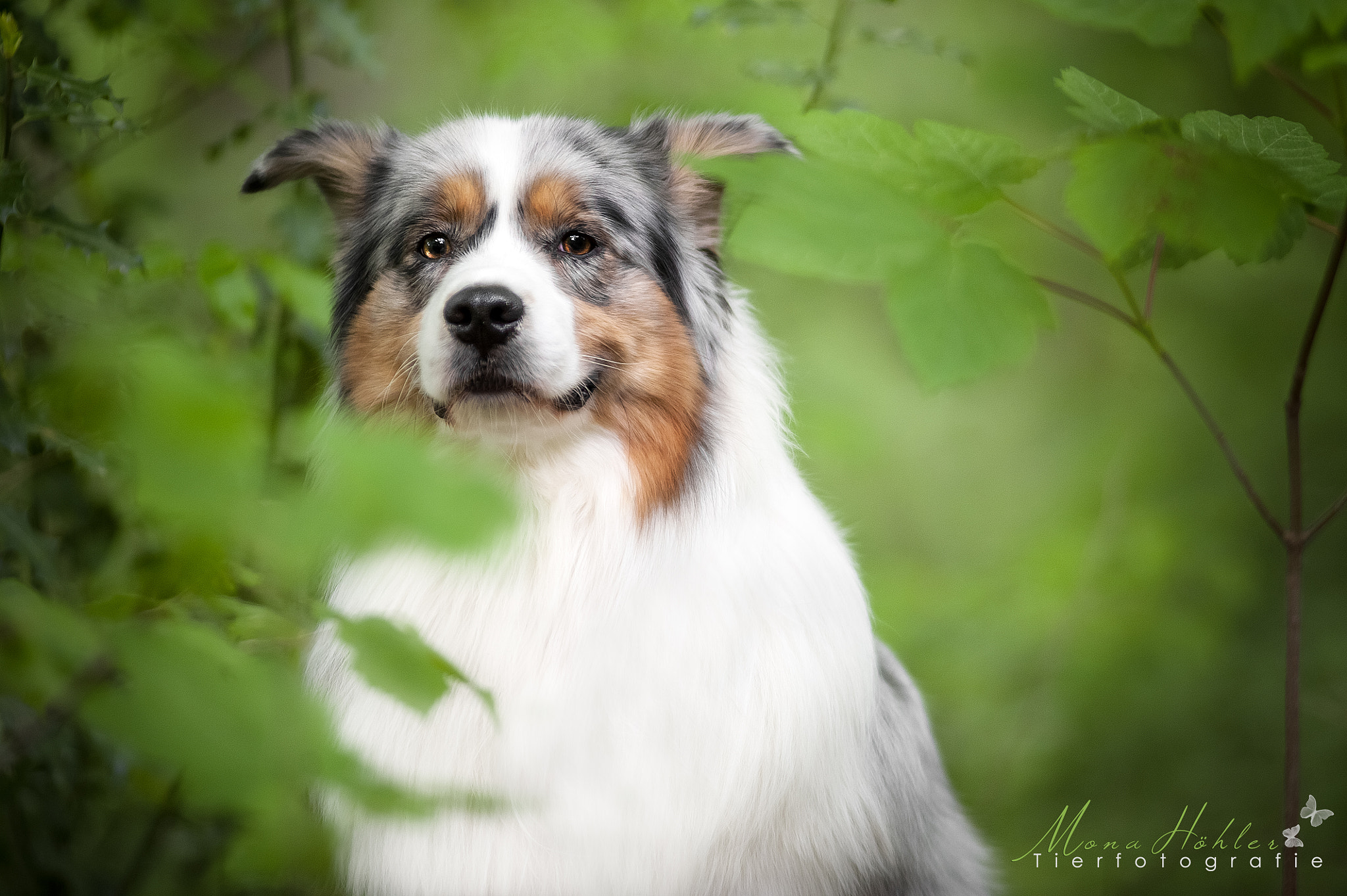 Nikon D3 + Nikon AF Nikkor 180mm F2.8D ED-IF sample photo. Australian shepherd photography