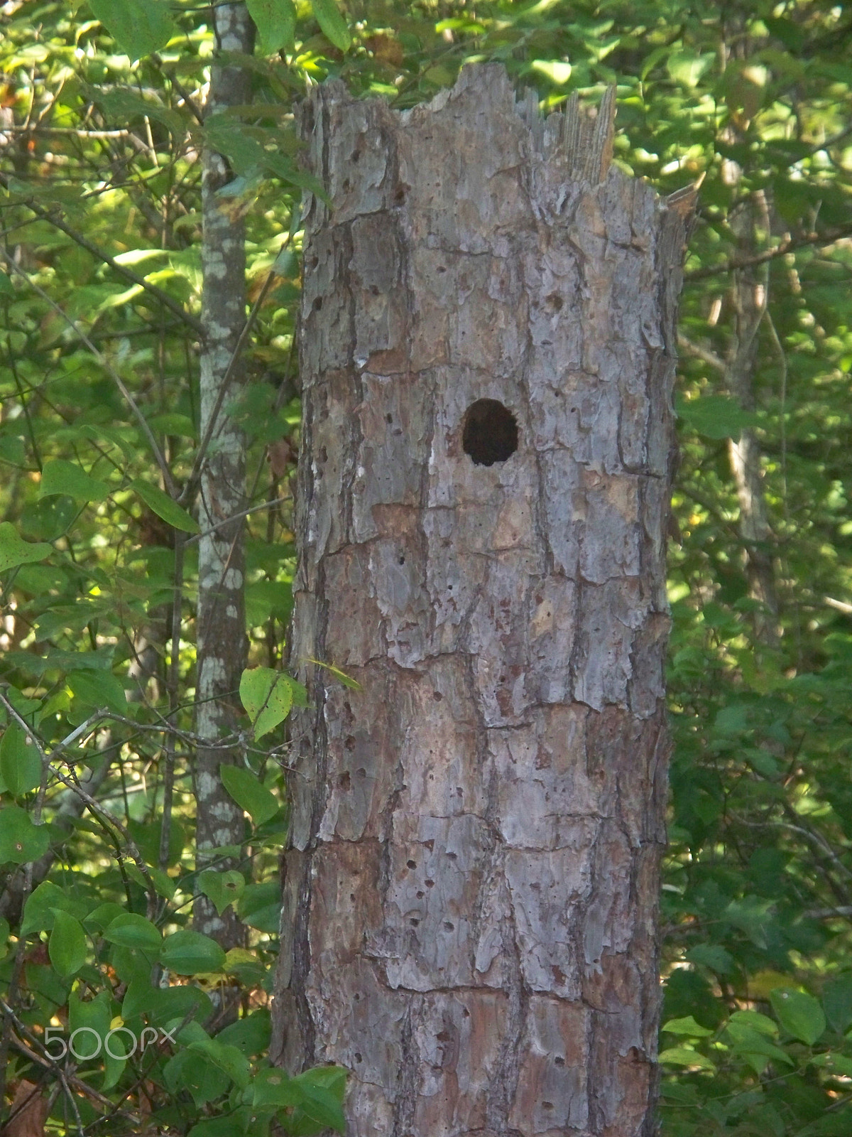 Kodak Z1285 ZOOM DIGITAL CAMERA sample photo. Discover the outdoors! photography
