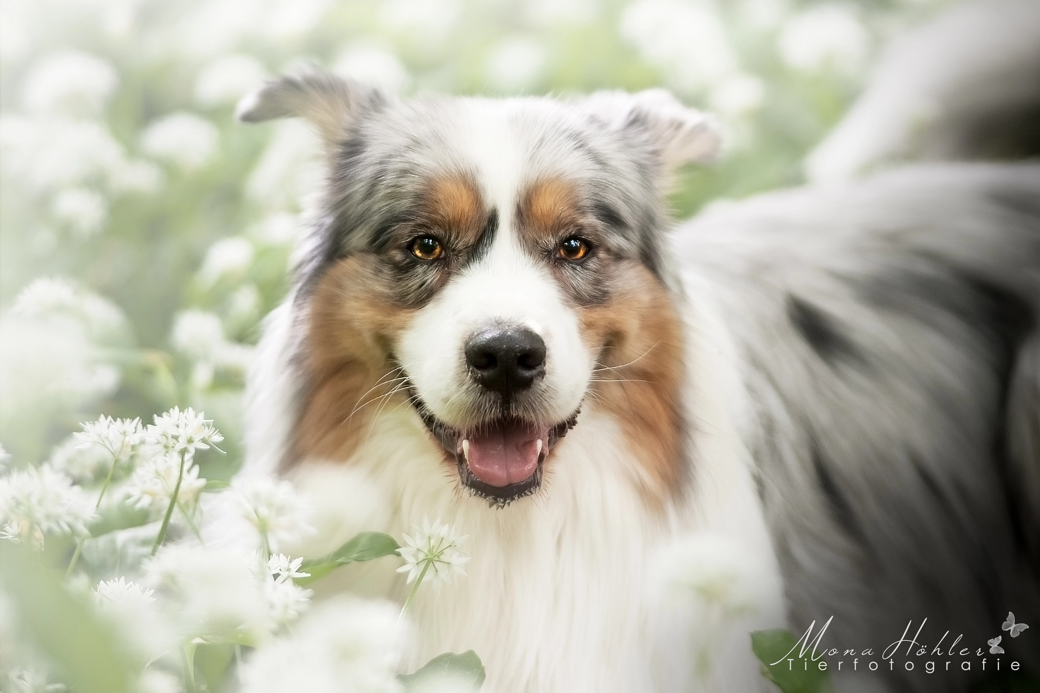 Nikon D3 + Nikon AF Nikkor 180mm F2.8D ED-IF sample photo. White flowers photography