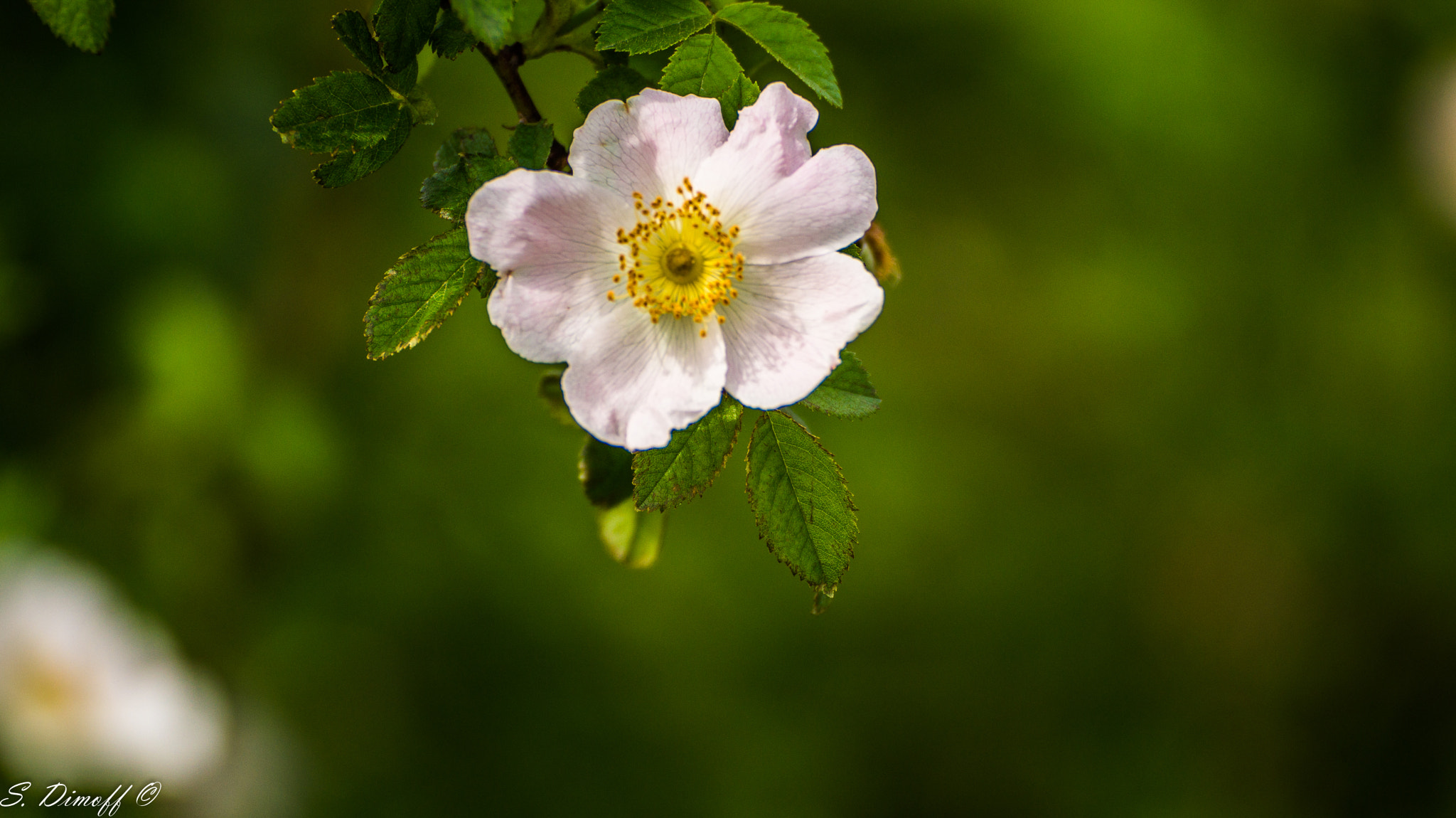 Tamron SP 70-300mm F4-5.6 Di USD sample photo