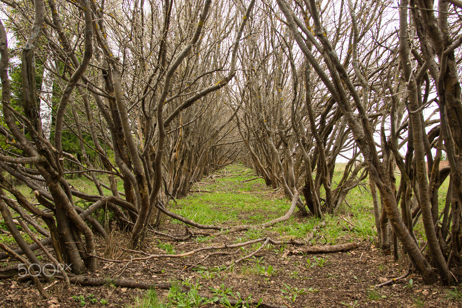Sigma ZOOM-alpha 35-135mm F3.5-4.5 sample photo. Mystical place photography