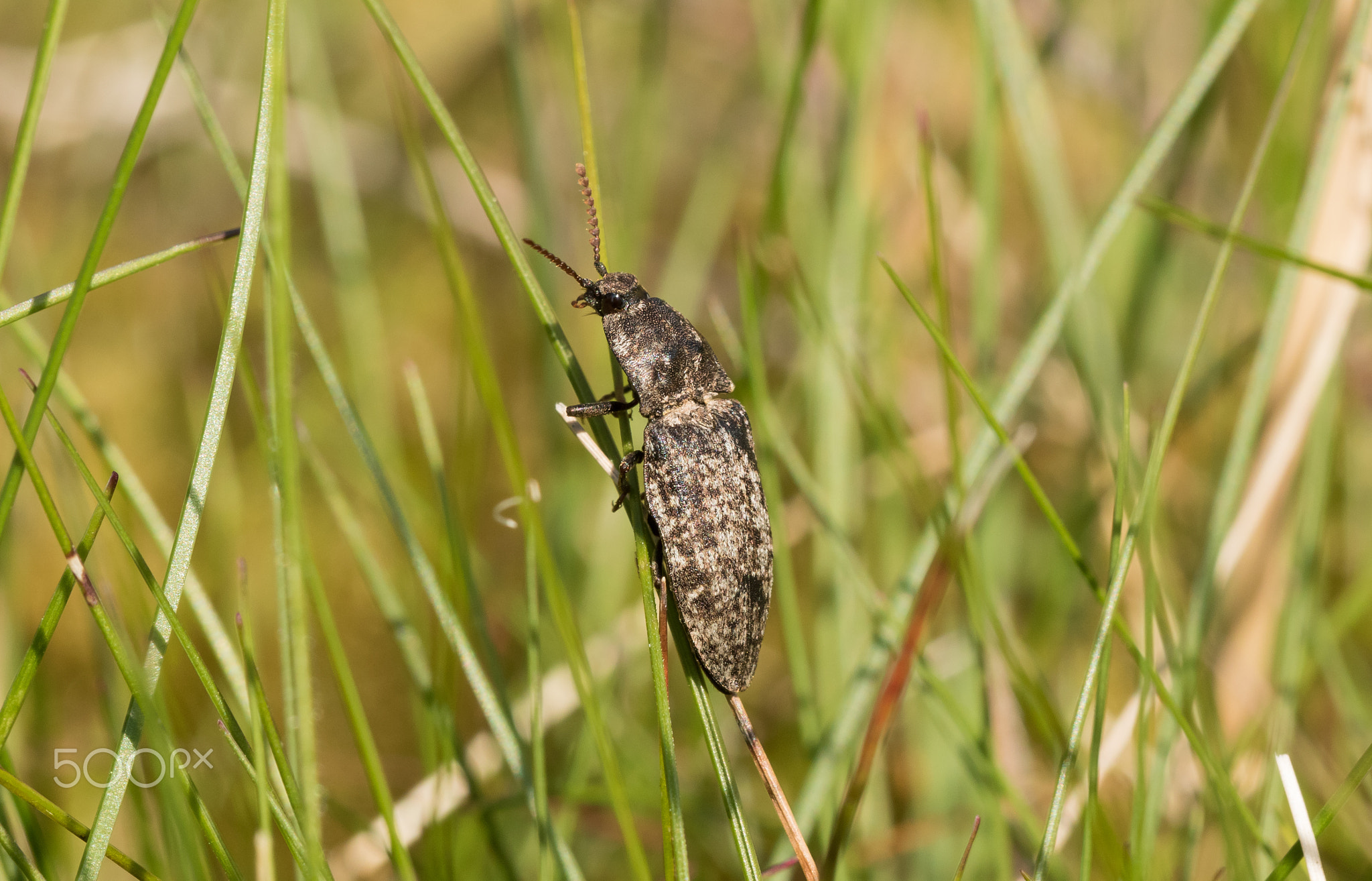Click Beetle