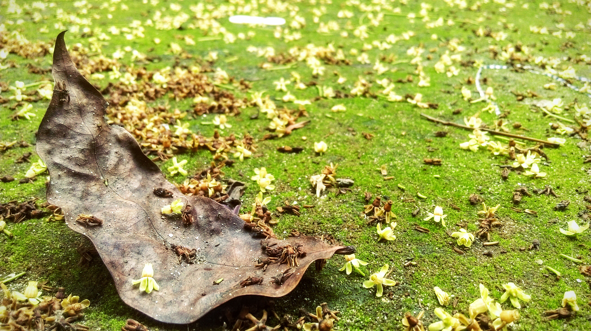 HTC DESIRE 820 DUAL SIM sample photo. The leaf photography