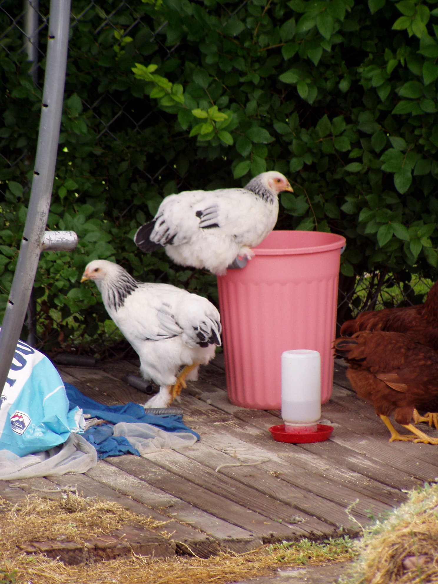 Olympus C720UZ sample photo. Chicken capers 1 photography