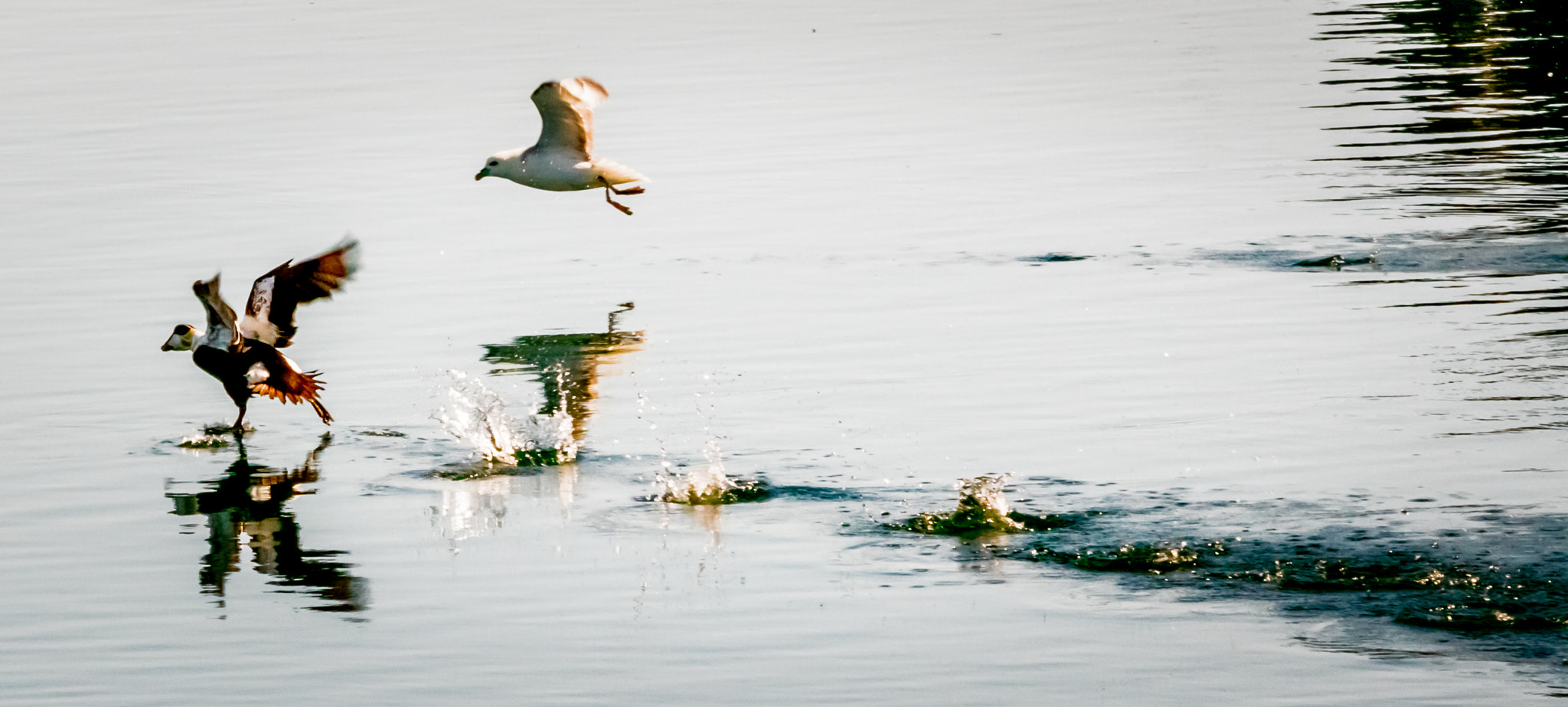 Sigma 70-200mm F2.8 EX DG OS HSM sample photo. Takeoff photography