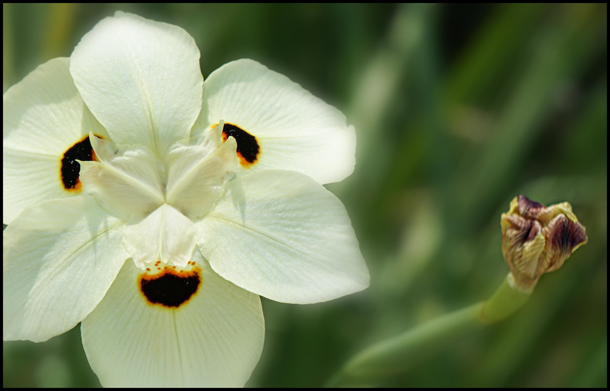 Sony E 18-55mm F3.5-5.6 OSS sample photo. Flower #8888 photography