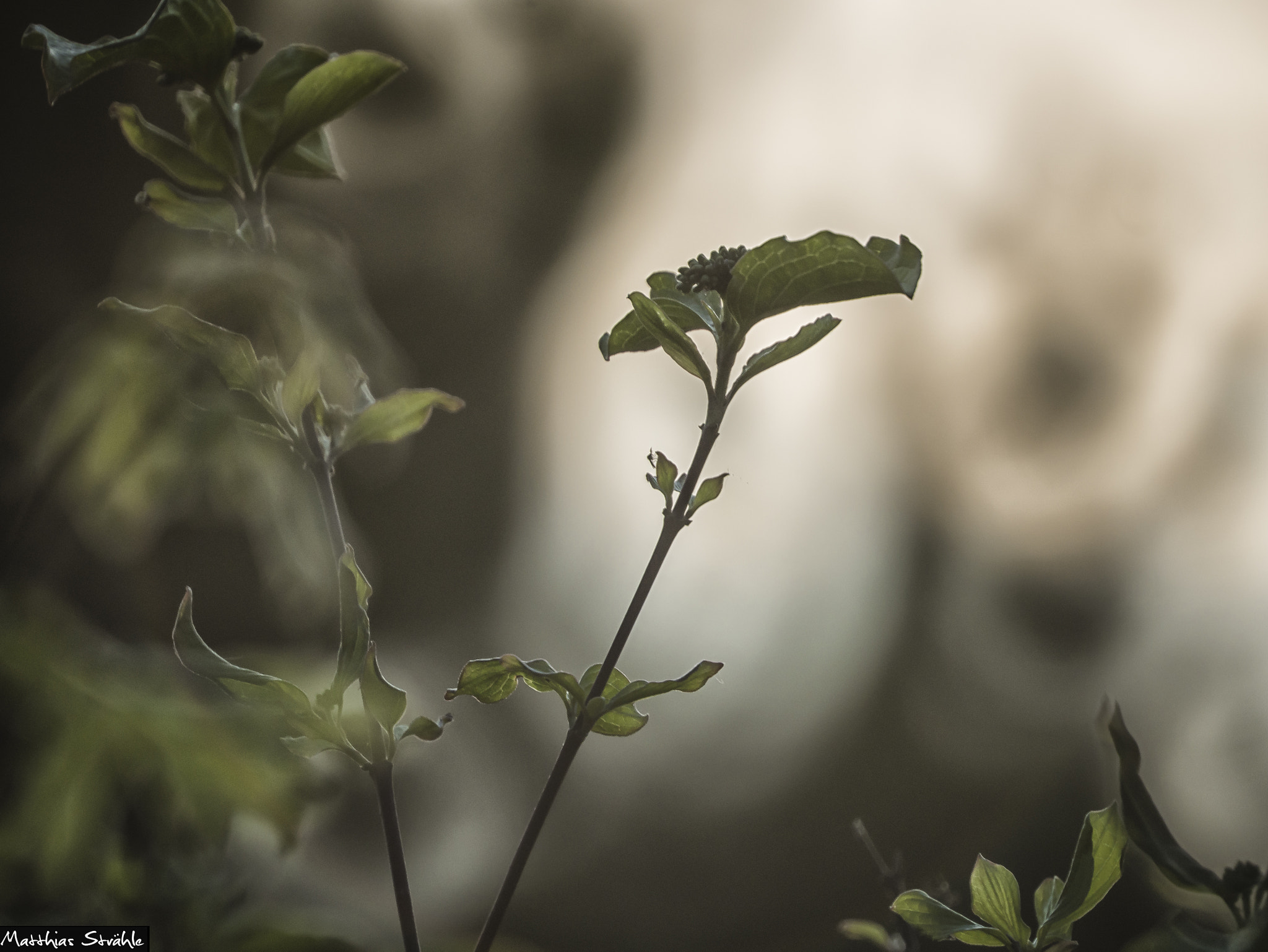 Tokina Reflex 300mm F6.3 MF Macro sample photo. Bearbeitet photography
