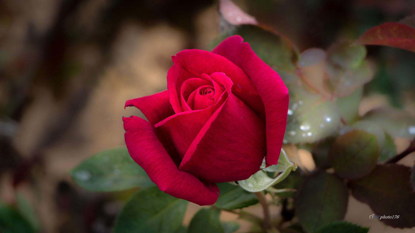 Canon EF-S 18-135mm F3.5-5.6 IS STM sample photo. The red one photography