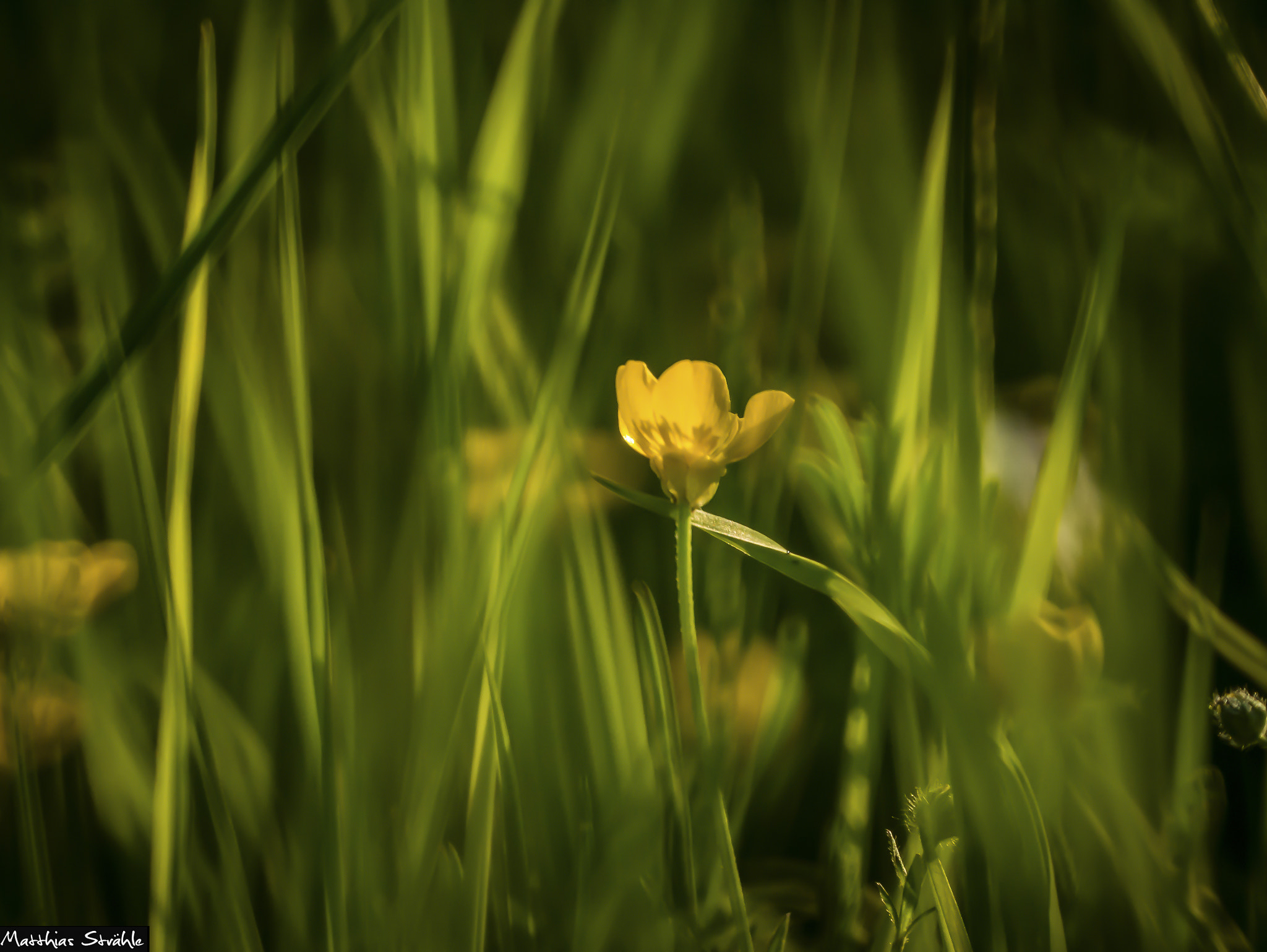 Tokina Reflex 300mm F6.3 MF Macro sample photo. Bearbeitet photography