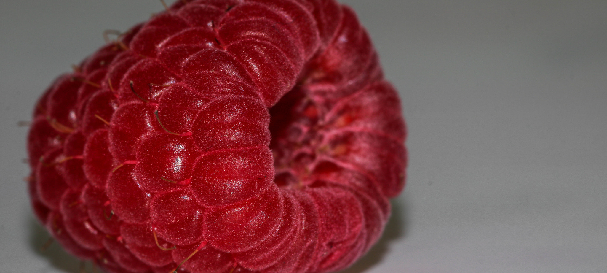 Sigma 105mm F2.8 EX DG OS HSM sample photo. Red berry photography
