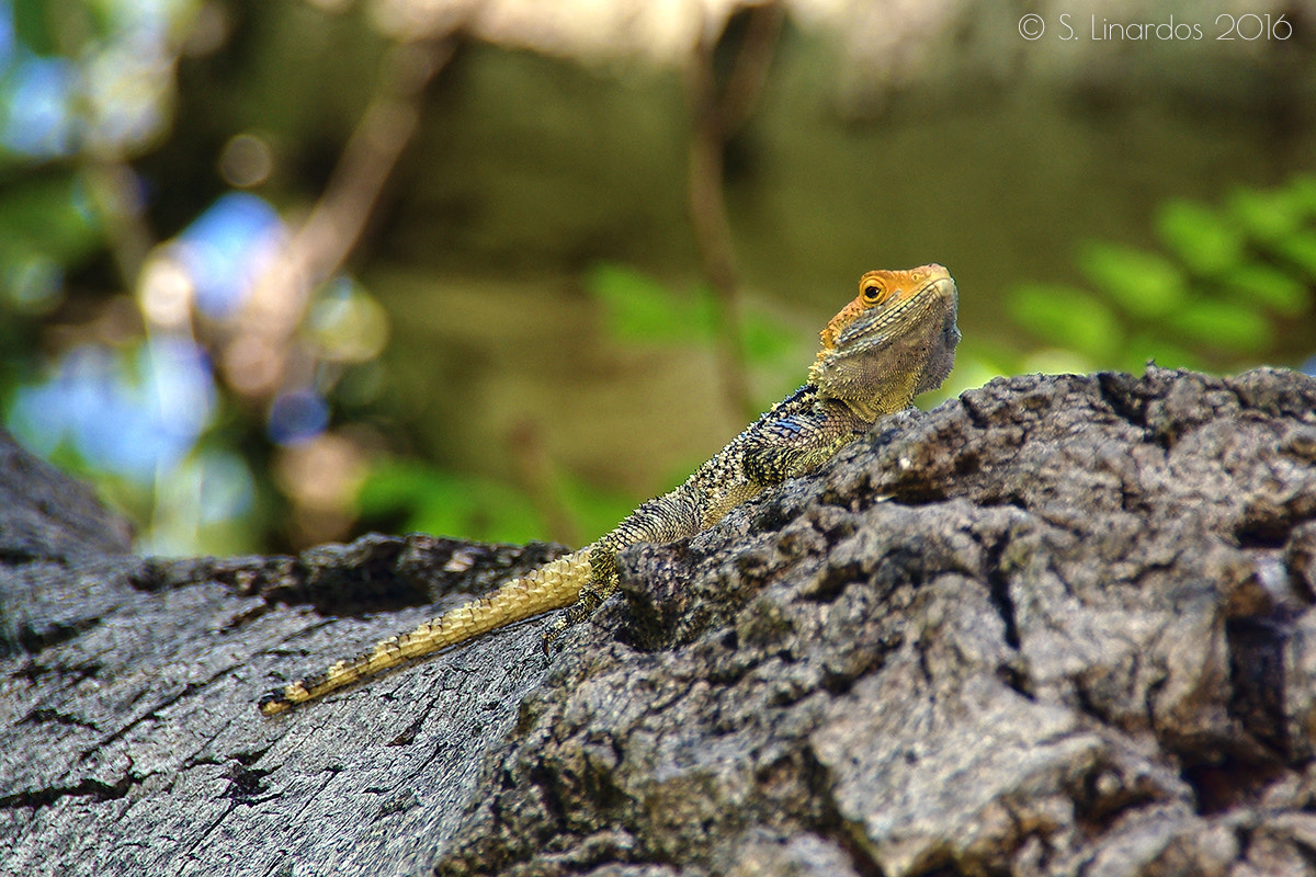 Pentax K10D sample photo. Painted dragon 1 photography