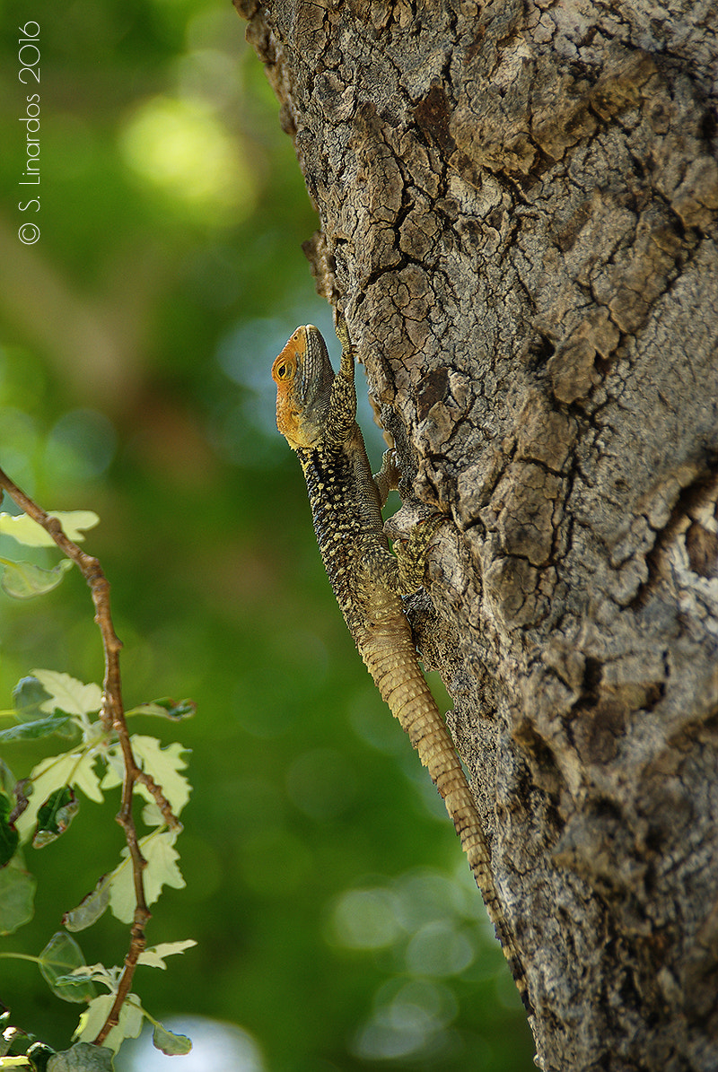 Pentax K10D sample photo. Painted dragon 2 photography