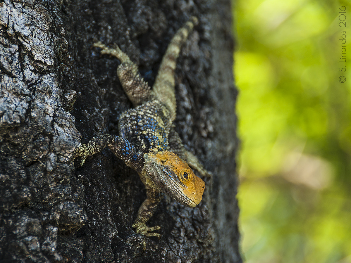 Pentax K10D sample photo. Painted dragon 4 photography