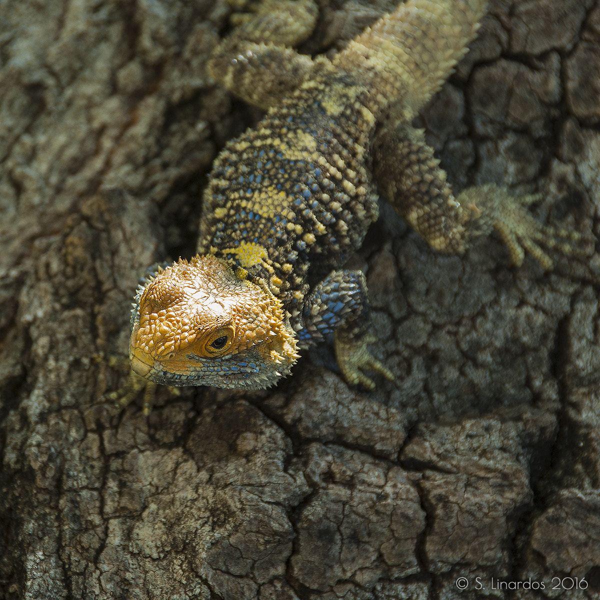 Pentax K10D sample photo. Painted dragon 3 photography