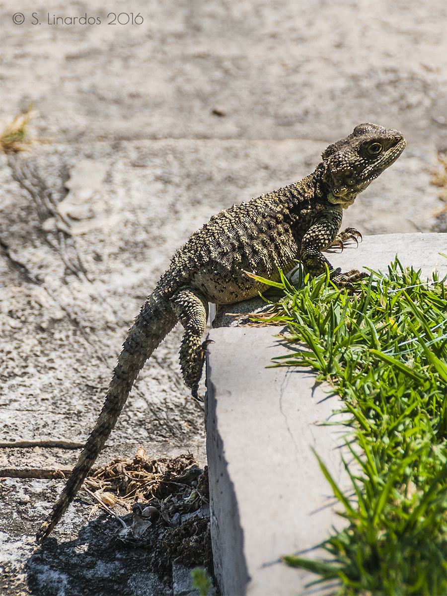 Pentax K10D sample photo. Painted dragon 5 photography