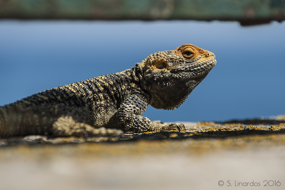 Pentax K10D sample photo. Painted dragon 6 photography